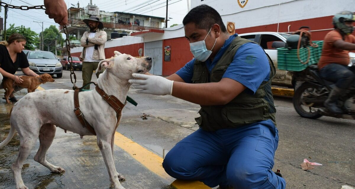 Brigadas de SEDEMA brindan atención veterinaria y alimento a mascotas afectadas por inundaciones