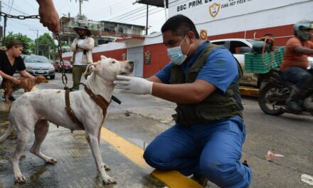 Brigadas de SEDEMA brindan atención veterinaria y alimento a mascotas afectadas por inundaciones