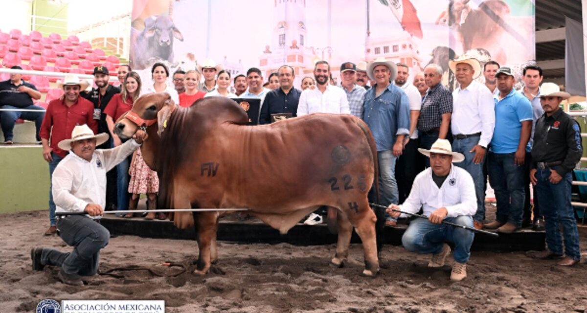 COMCEBÚ 2025, vitrina global del potencial ganadero veracruzano