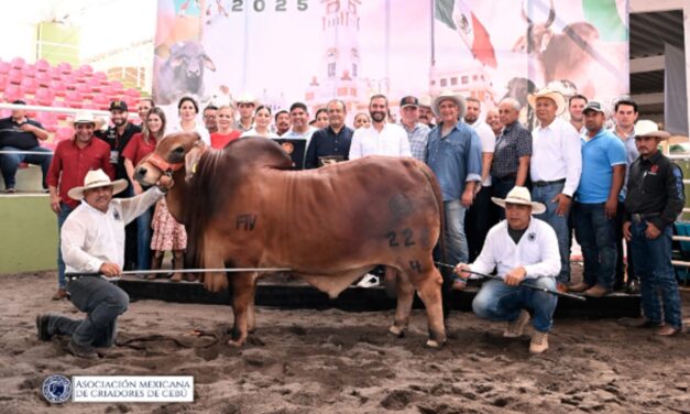 COMCEBÚ 2025, vitrina global del potencial ganadero veracruzano