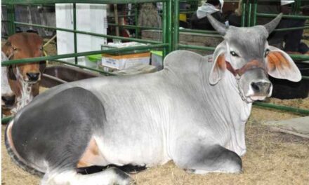 Que regresen los años aquellos de la bonanza ganadera