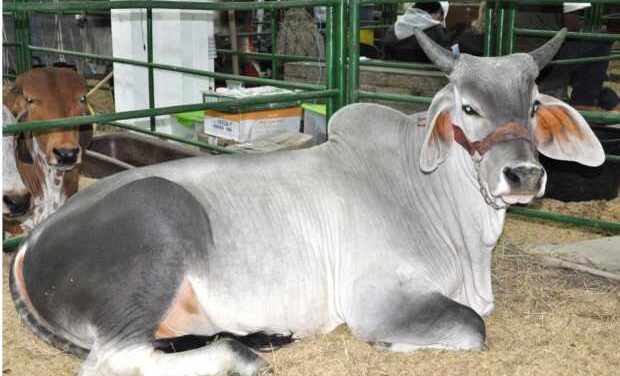 Que regresen los años aquellos de la bonanza ganadera