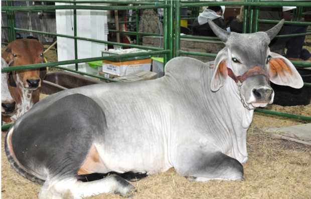 Que regresen los años aquellos de la bonanza ganadera