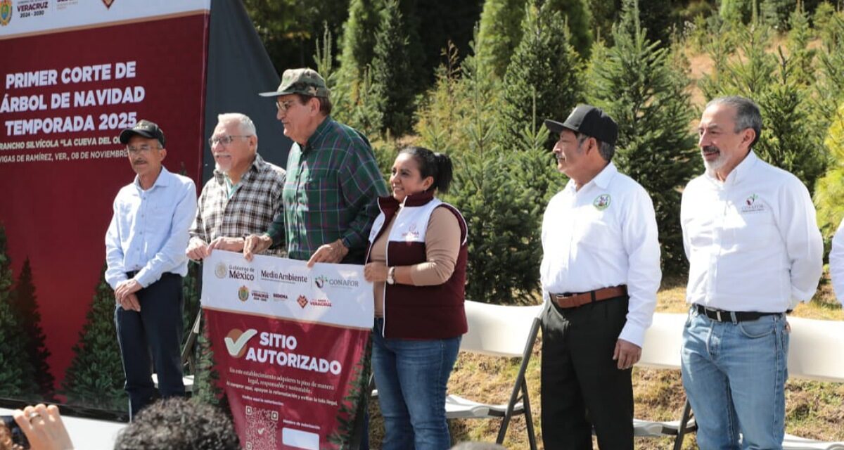 Primer corte legal de árbol navideño fortalece la silvicultura sustentable