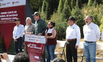 Primer corte legal de árbol navideño fortalece la silvicultura sustentable