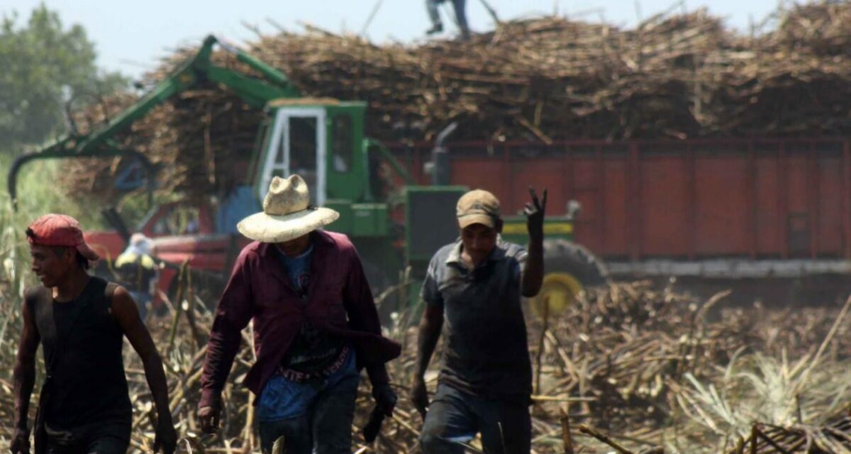 Cañeros veracruzanos beneficiados con aranceles a la importación de azúcar al país