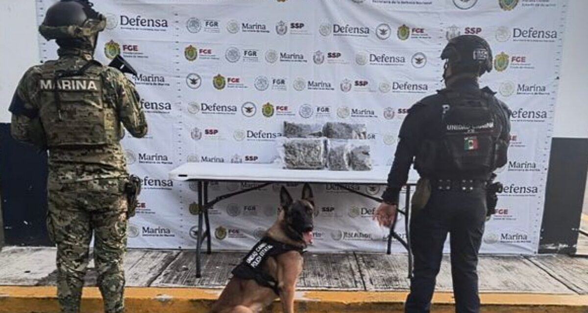 Decomisa SSP 116 dosis de estupefacientes durante operativos en 20 municipios