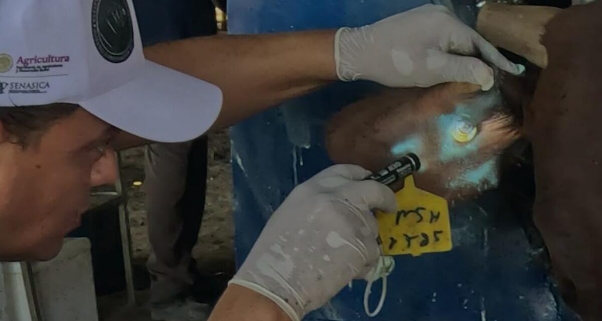 México avanza en contención y erradicación del Gusano Barrenador del Ganado: SENASICA