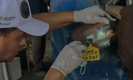 México avanza en contención y erradicación del Gusano Barrenador del Ganado: SENASICA