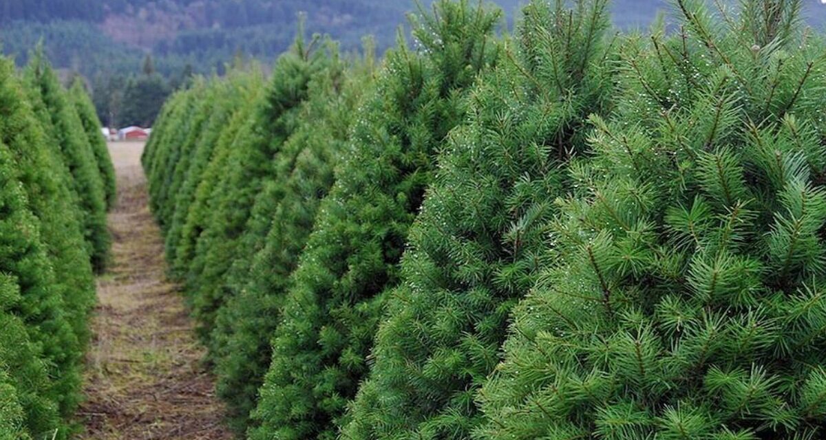 Veracruz es el primer estado del país en producción de árboles de navidad: CONAFOR