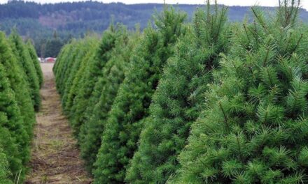 Veracruz es el primer estado del país en producción de árboles de navidad: CONAFOR