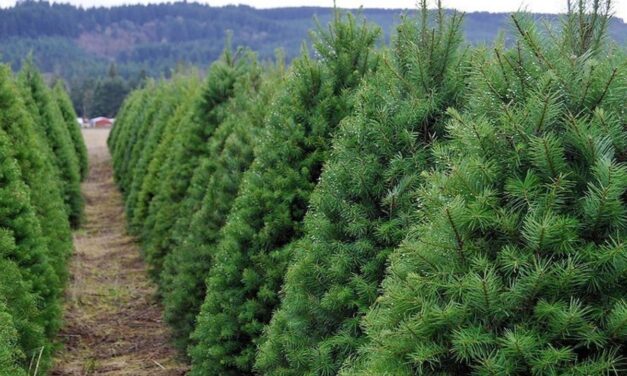Veracruz es el primer estado del país en producción de árboles de navidad: CONAFOR