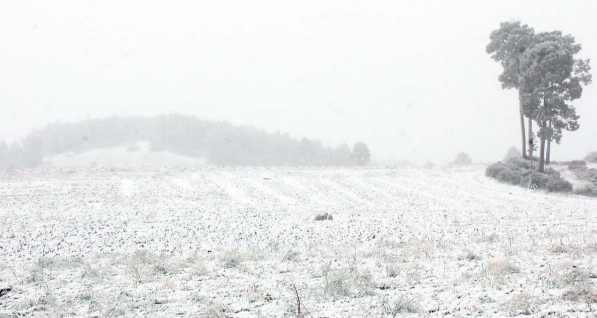 Cofre de Perote registra la primera nevada de la temporada