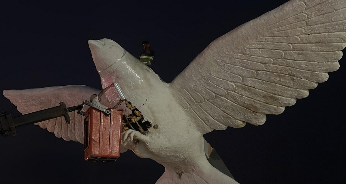 Embalan Paloma del Espíritu Santo como medida preventiva ante Frente Frío 27