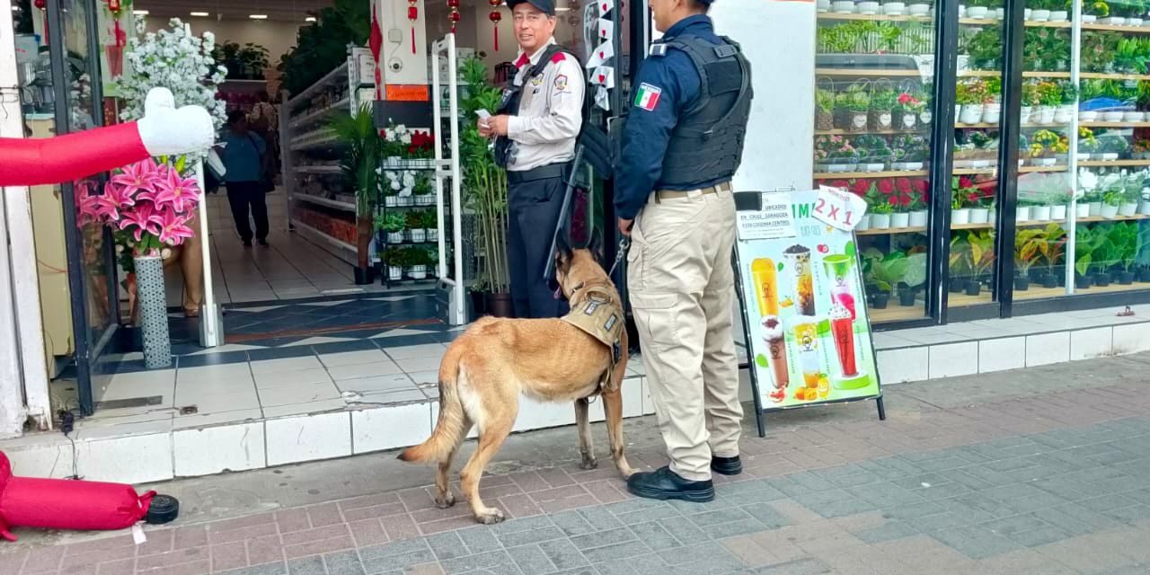 Policía Municipal de Coatzacoalcos fortalece la proximidad social con la Unidad Canina en el centro de la ciudad