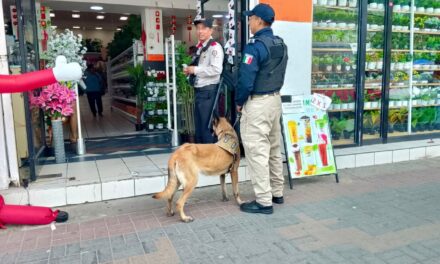 Policía Municipal de Coatzacoalcos fortalece la proximidad social con la Unidad Canina en el centro de la ciudad