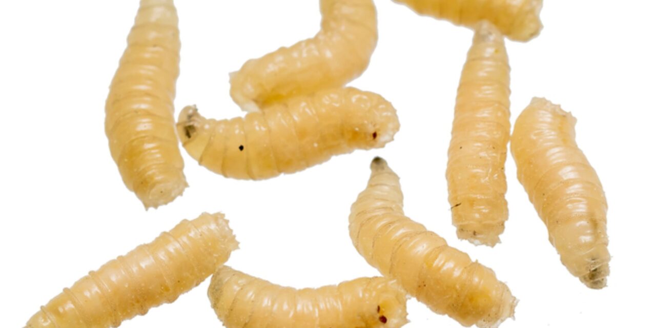 Gusano barrenador… y la política