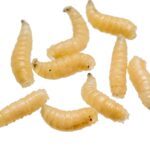 Gusano barrenador… y la política