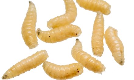 Gusano barrenador… y la política