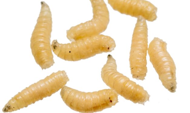 Gusano barrenador… y la política