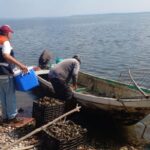 Supervisan pescaderías en temporada de cuaresma y playas de Veracruz para esparcimiento