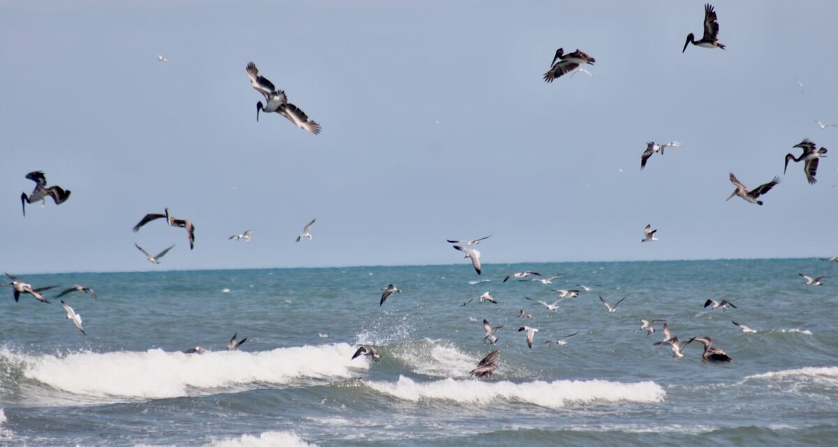 Continúa investigación de causas del derrame, pudieron ser más de uno