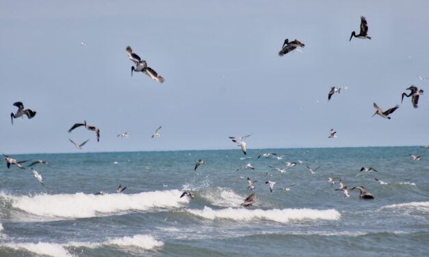 Continúa investigación de causas del derrame, pudieron ser más de uno