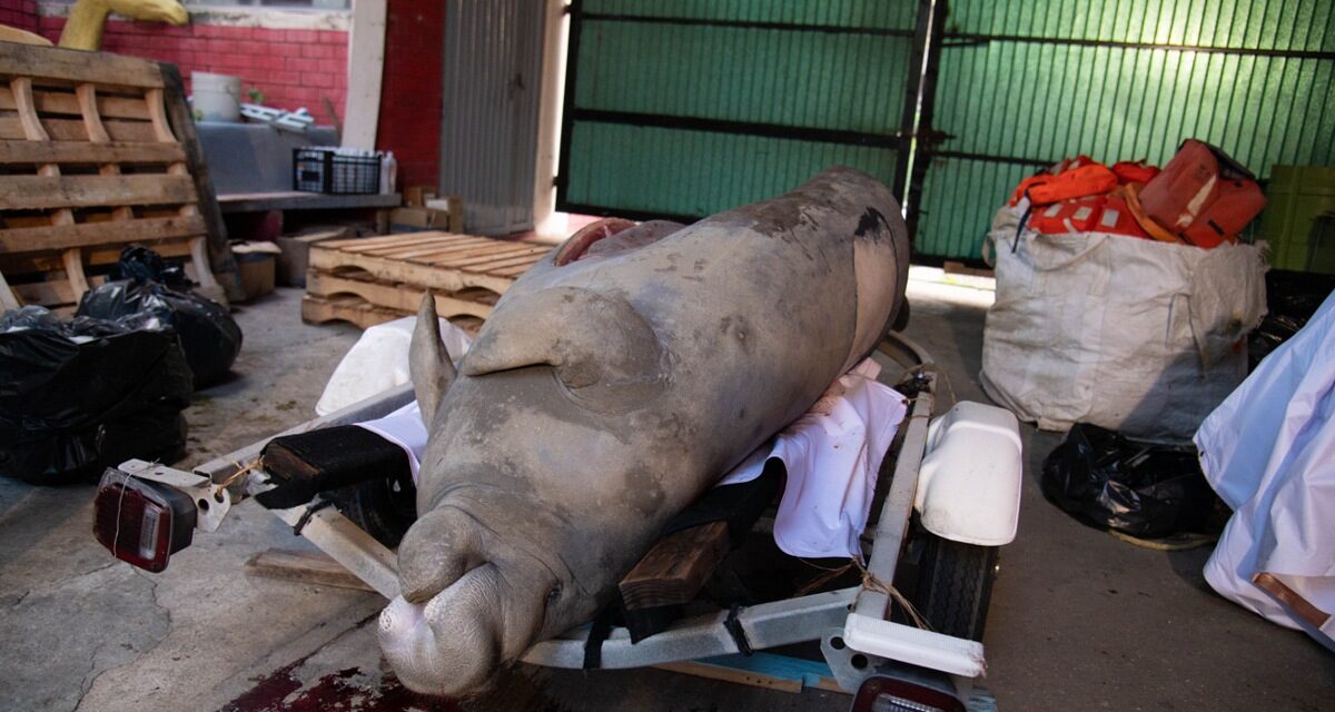 Confirma necrocirugía que manatí falleció por golpe de embarcación en Coatzacoalcos