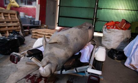 Confirma necrocirugía que manatí falleció por golpe de embarcación en Coatzacoalcos