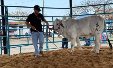 Concluye con éxito la Expo Ganadera 2026 en la Feria de Coatzacoalcos con Gran Subasta