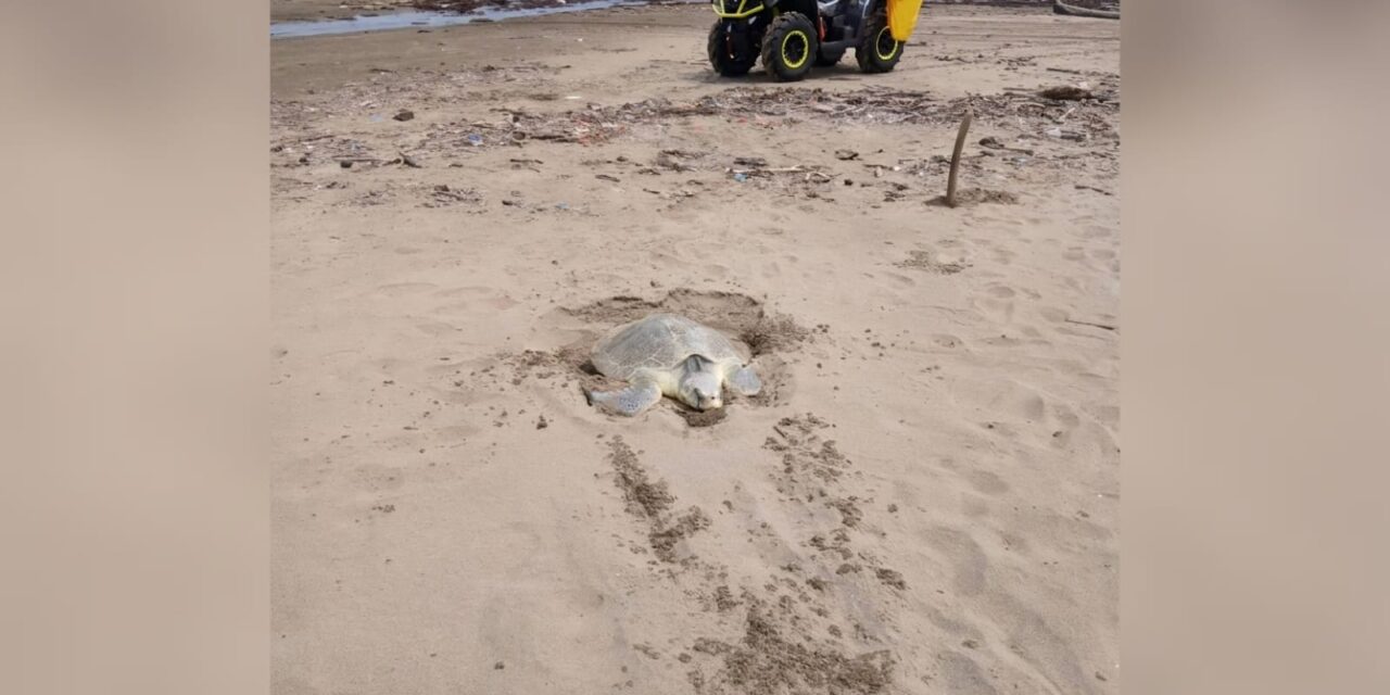 Autoridades de Coatzacoalcos activan protocolo de protección tras avistamiento de tortuga marina