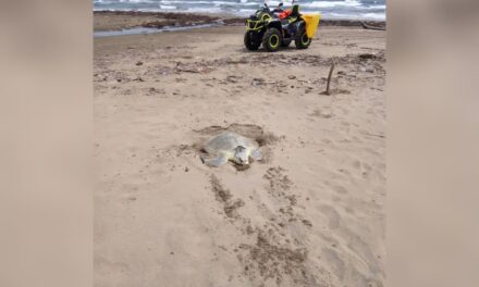 Autoridades de Coatzacoalcos activan protocolo de protección tras avistamiento de tortuga marina