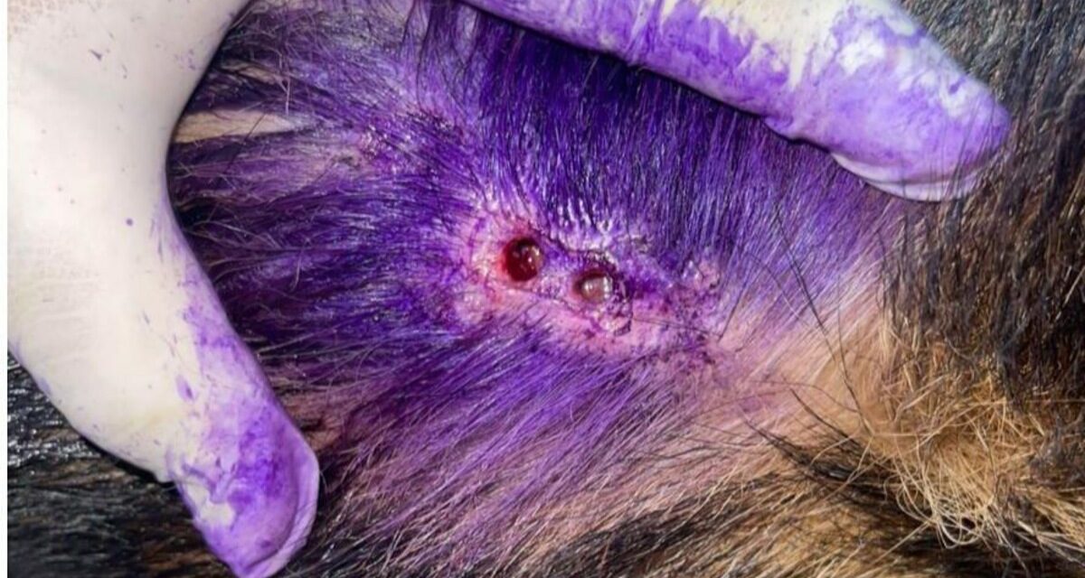 Ante presuntos casos de GBG en perros callejeros, Ganadería del Estado analizará la situación