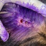 Ante presuntos casos de GBG en perros callejeros, Ganadería del Estado analizará la situación