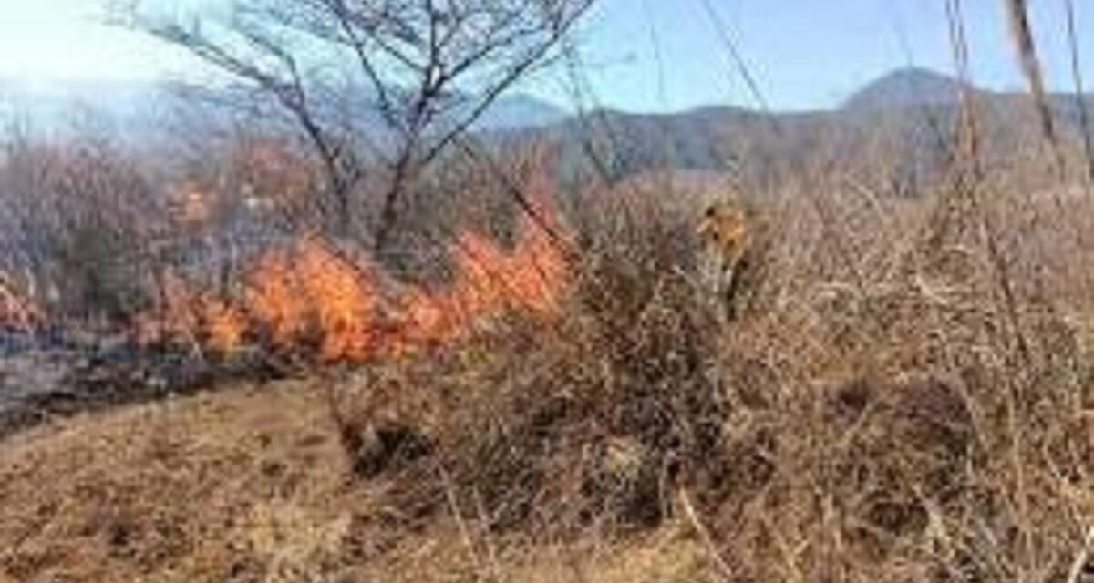 Registra Veracruz 56 incendios forestales durante 2026, se ubica en el lugar 17 a nivel nacional