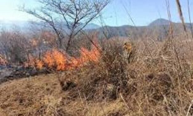 Registra Veracruz 56 incendios forestales durante 2026, se ubica en el lugar 17 a nivel nacional