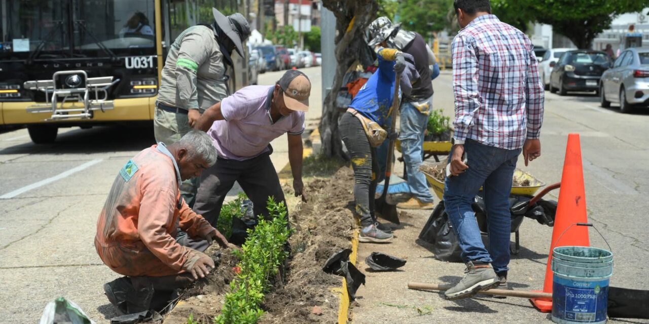 Implementan programa de reforestación e imagen urbana en la Avenida Zaragoza de Coatzacoalcos