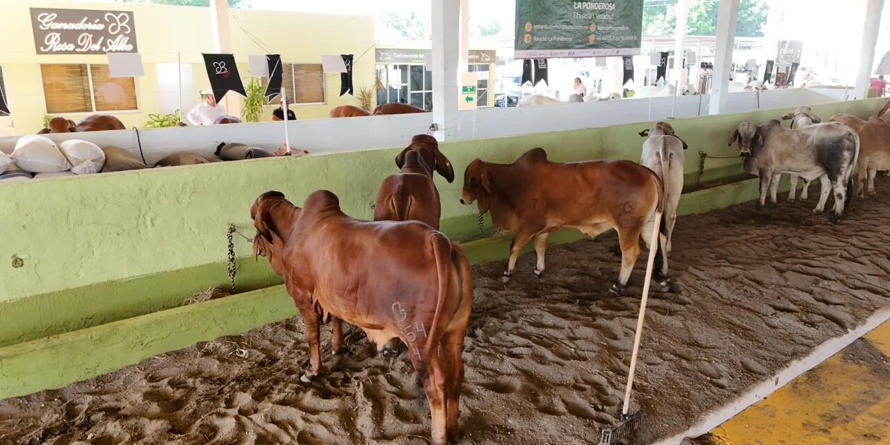Apoyo en compra de sementales, inseminación y mayor producción lechera para Veracruz