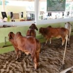 Apoyo en compra de sementales, inseminación y mayor producción lechera para Veracruz