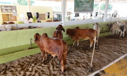 Apoyo en compra de sementales, inseminación y mayor producción lechera para Veracruz