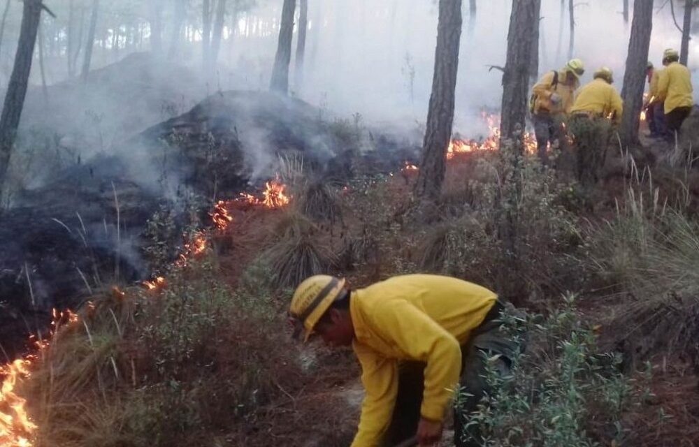 Registra Veracruz 70 incendios forestales al corte del mes de mayo