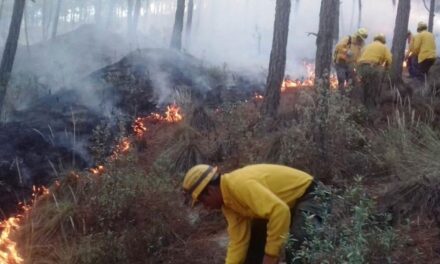 Registra Veracruz 70 incendios forestales al corte del mes de mayo