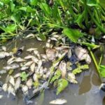 Conagua mantiene atención en contingencia por la mortandad de peces en la zona Cosamaloapan, Veracruz