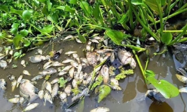 Conagua mantiene atención en contingencia por la mortandad de peces en la zona Cosamaloapan, Veracruz