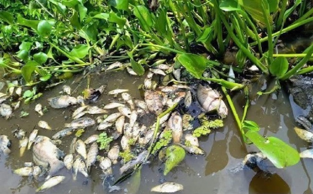 Conagua mantiene atención en contingencia por la mortandad de peces en la zona Cosamaloapan, Veracruz