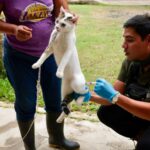 Concluye con éxito jornada de vacunación antirrábica en el ejido Francisco Villa de Coatzacoalcos