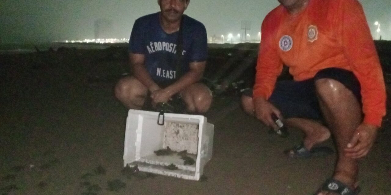 Logran exitosa liberación de 48 crías de tortuga marina en playas de Coatzacoalcos