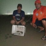 Logran exitosa liberación de 48 crías de tortuga marina en playas de Coatzacoalcos