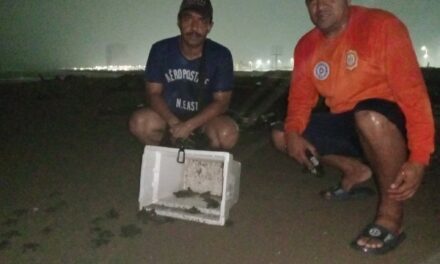 Logran exitosa liberación de 48 crías de tortuga marina en playas de Coatzacoalcos