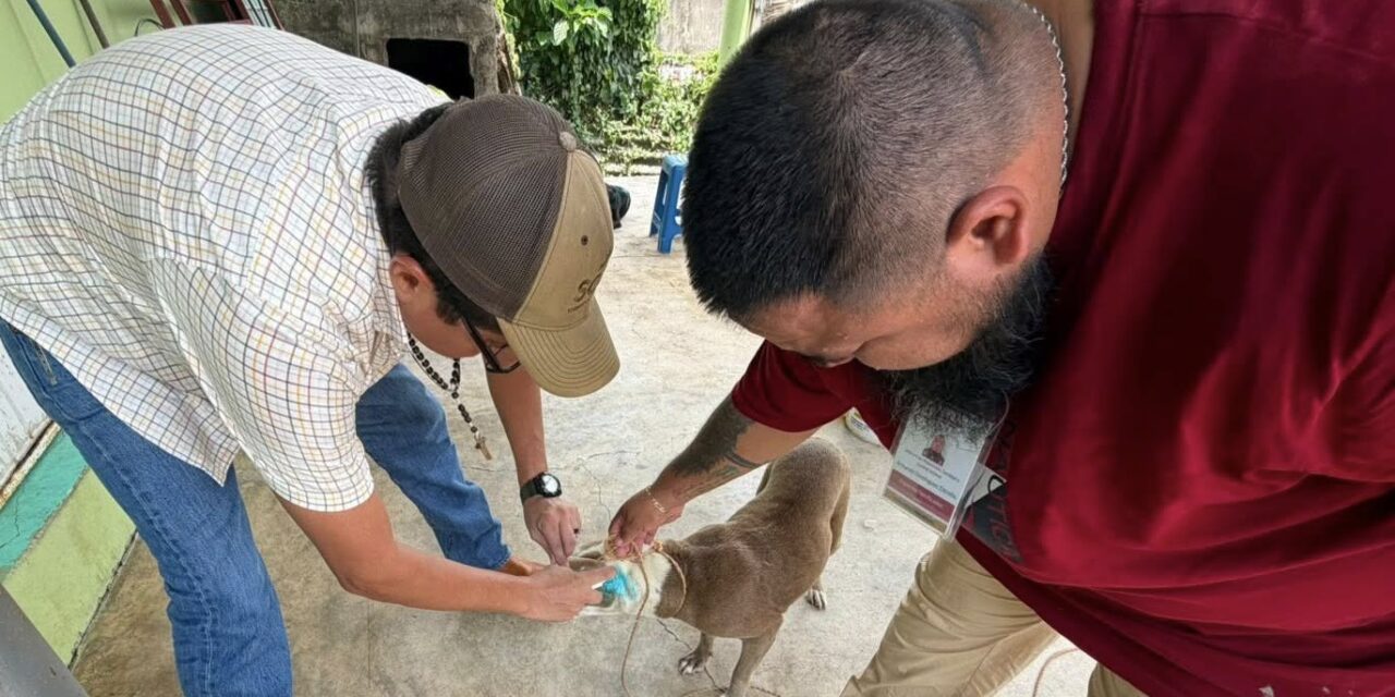 Coatzacoalcos en alerta preventiva: Investigan posibles casos de gusano barrenador en perros